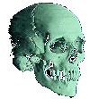 a skull