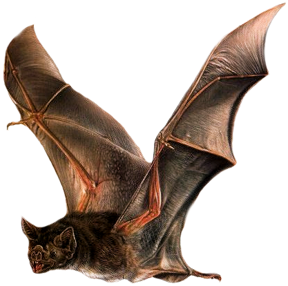 A Vampire bat